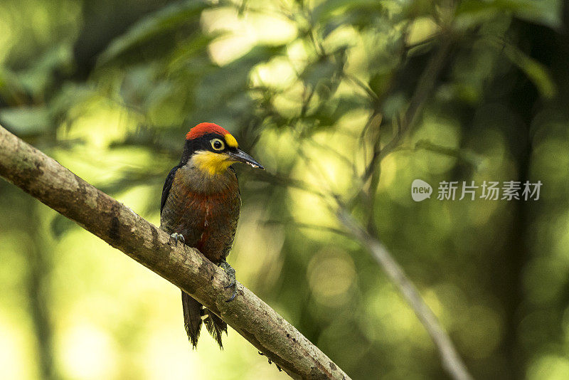 黄额啄木鸟(Melanerpes flavifrons)